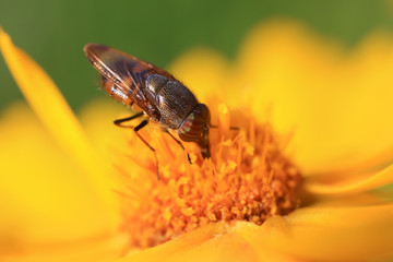 Fly insects