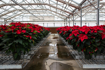 Poinsettia Flower Farm in California