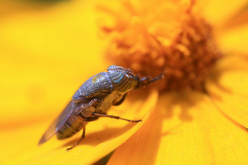 Fly insects
