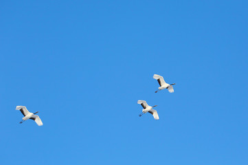 タンチョウヅル