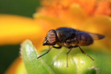 Fly insects
