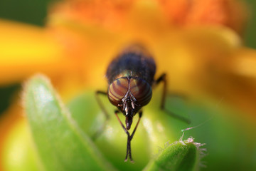 Fly insects