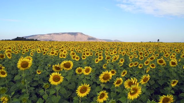 Beautiful sunflower field on summer with blue sky and white cloudy at Lop buri province,THAILAND. pan motion