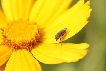Fly insects