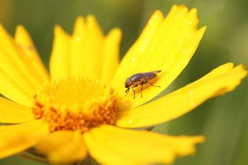Fly insects