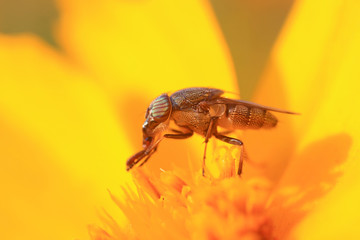 Fly insects