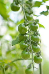 Branch of green unripe cherry tomatoes