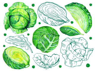 Set of white cabbage in different views. Hand drawn watercolor and outline graphic illustration
