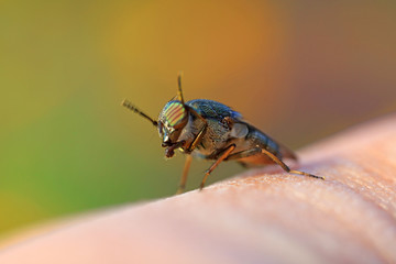 Fly insects
