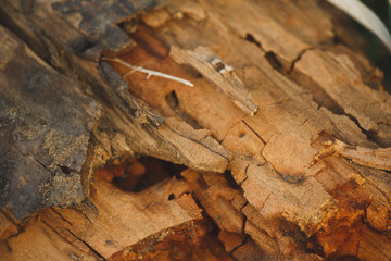 a piece of broken wood, wood, brown and red, orange bark.