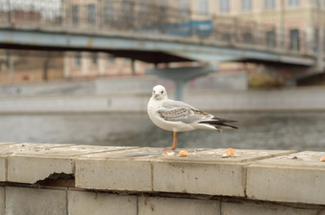 Lonely seagull on the parapet of the embankment of the city canal in the autumn morning. 3.