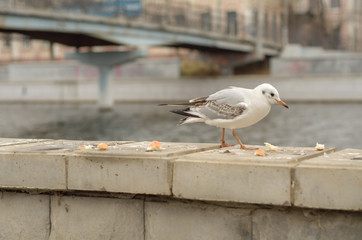 Lonely seagull on the parapet of the embankment of the city canal in the autumn morning. 4.