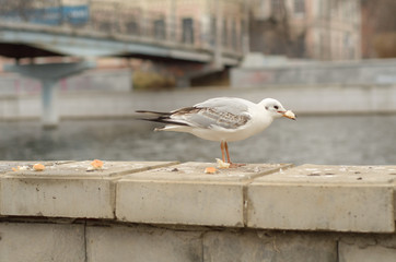 Lonely seagull on the parapet of the embankment of the city canal in the autumn morning. 5.