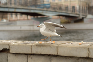 Lonely seagull on the parapet of the embankment of the city canal in the autumn morning.