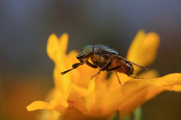 Fly insects