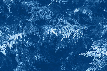 Classic blue color of 2020. Tree branches. Botanical trendy color background.