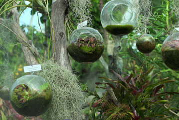 dionaea muscipula venus flytrap plants hung in a plant pot