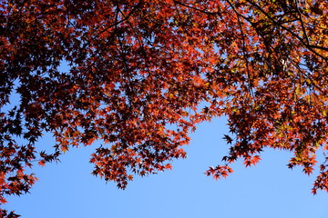 カラフルな日本の楓の紅葉