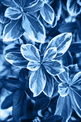 Beautiful closeup view of the leaves of a bush or tree in a classic blue color.