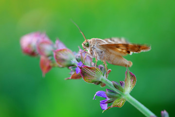 Meadow moth