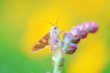 Meadow moth