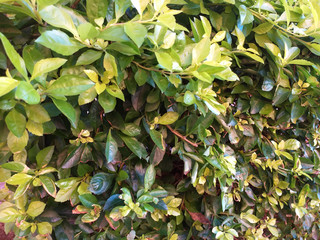 Vivid Green Leaves Texture Detail 