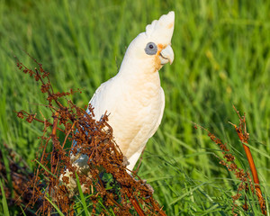 Little Corella Portrait