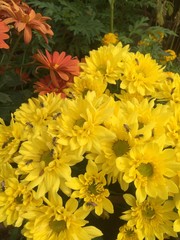 bouquet of yellow flowers