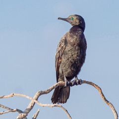 Little Black Cormorant on a Perch