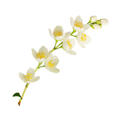 Naklejka na ściany i meble Twig of Jasmine flowers