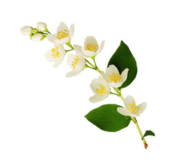 Twig of Jasmine flowers