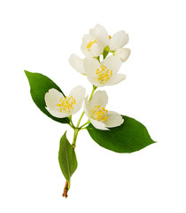 Fototapeta na wymiar Twig of Jasmine flowers