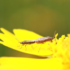stinkbug