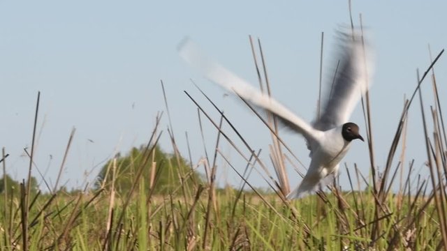 Black-headed Gull (Larus ridibundus) in flight. Slow motion.