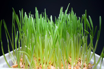 Growing edible grass at home. Green sprouts coming out of seeds in white pot, bio food, healthy eating lifestyle