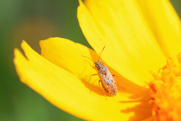 stinkbug