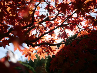 maple leaves in autumn
