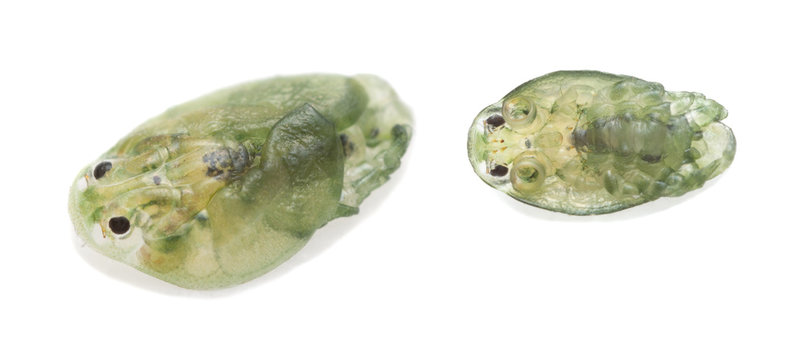 Freshwater lice isolated on white background photographed with high magnification