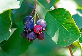 berries on a branch