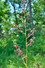 Herb hellebore (Veratrum maakii)