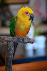Jenday conure, Aratinga jendaya, a small and colorful parrot from South America