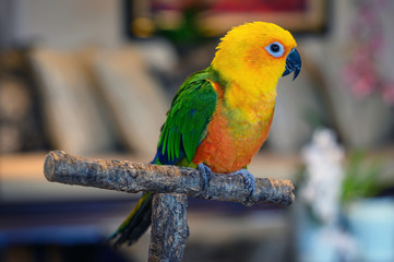 Jenday conure, Aratinga jendaya, a small and colorful parrot from South America