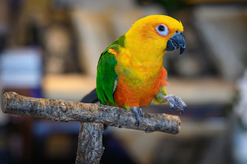 Jenday conure, Aratinga jendaya, a small and colorful parrot from South America