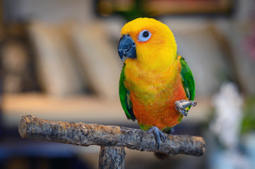 Jenday conure, Aratinga jendaya, a small and colorful parrot from South America