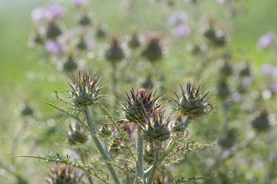 Fleurs de chardon