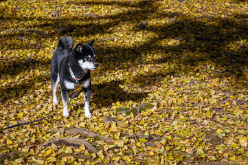 Naklejka na ściany i meble Black and tan Shiba Inu dog amongst autumn leaves 