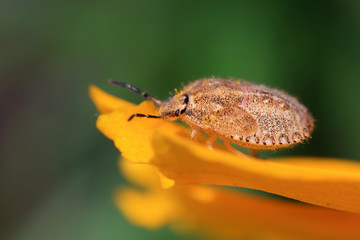 stinkbug