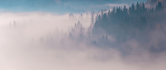 Obraz na płótnie Canvas Spruce forest trees on the mountain hills sticking out through the morning fog at beautiful autumn foggy scenery. Wide panorama of Carpathian mountains. Ukraine.