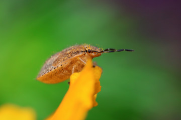 stinkbug
