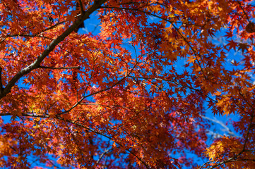 Autumn colors of Japanese maples and Ginko biloba trees in a park in Tokyo, Japan, in early December